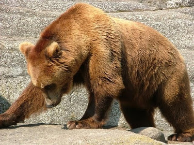Environmental Center Arcturus Bears