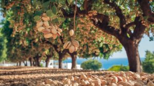 Aegina Escapes: Pistachios, Temples & Quick Getaways